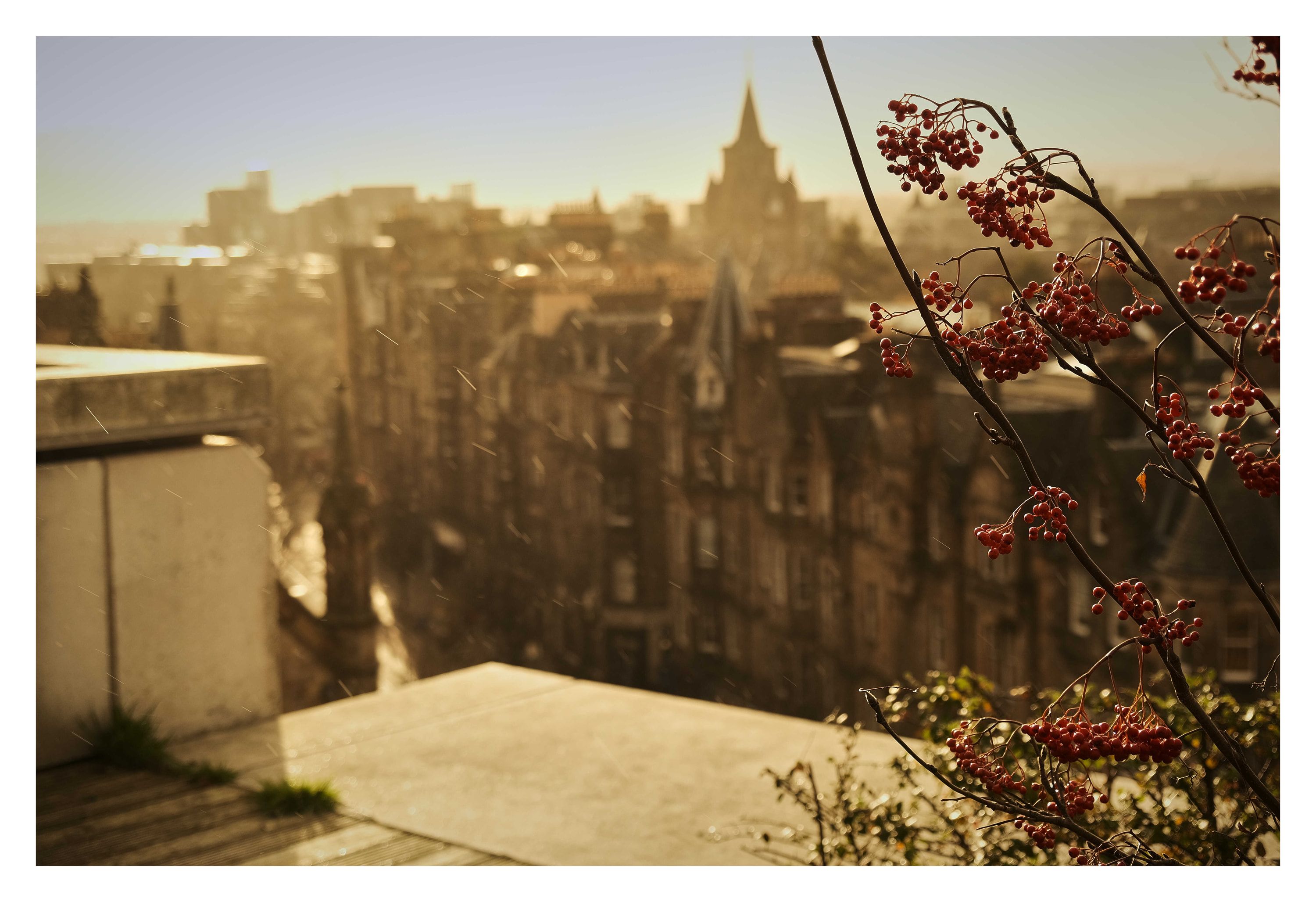 Red rowan berries in the foreground, with old city rooftops and a spire in warm, hazy light behind.