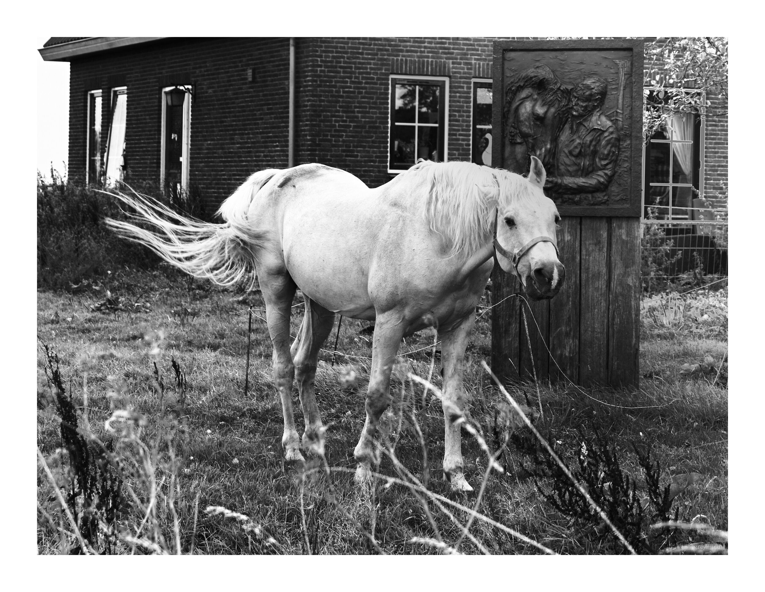 Black-and-white: a white horse grazing in long grass beside a brick building.