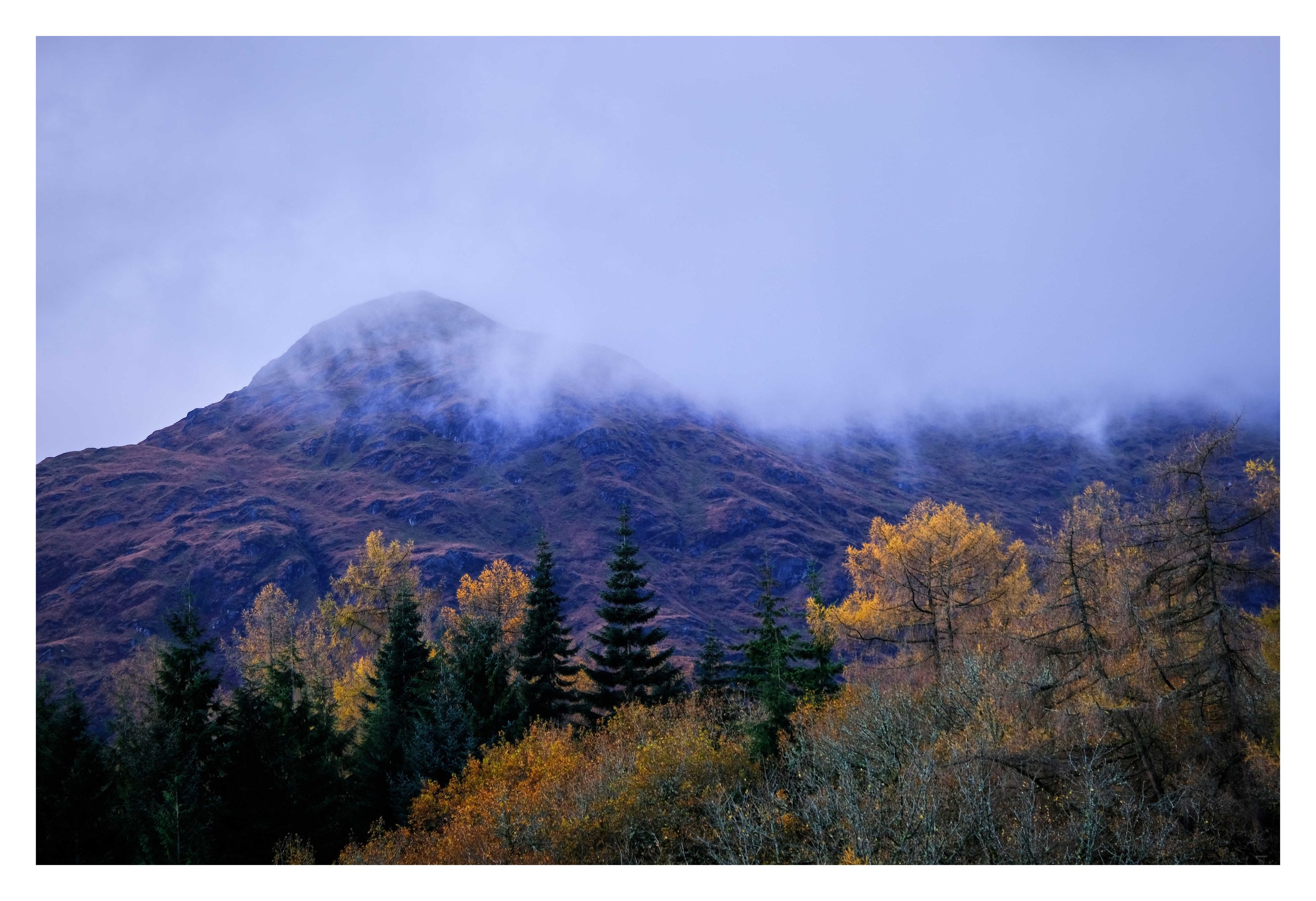 A mist-capped mountain above a forest of dark pines and golden autumn larches.