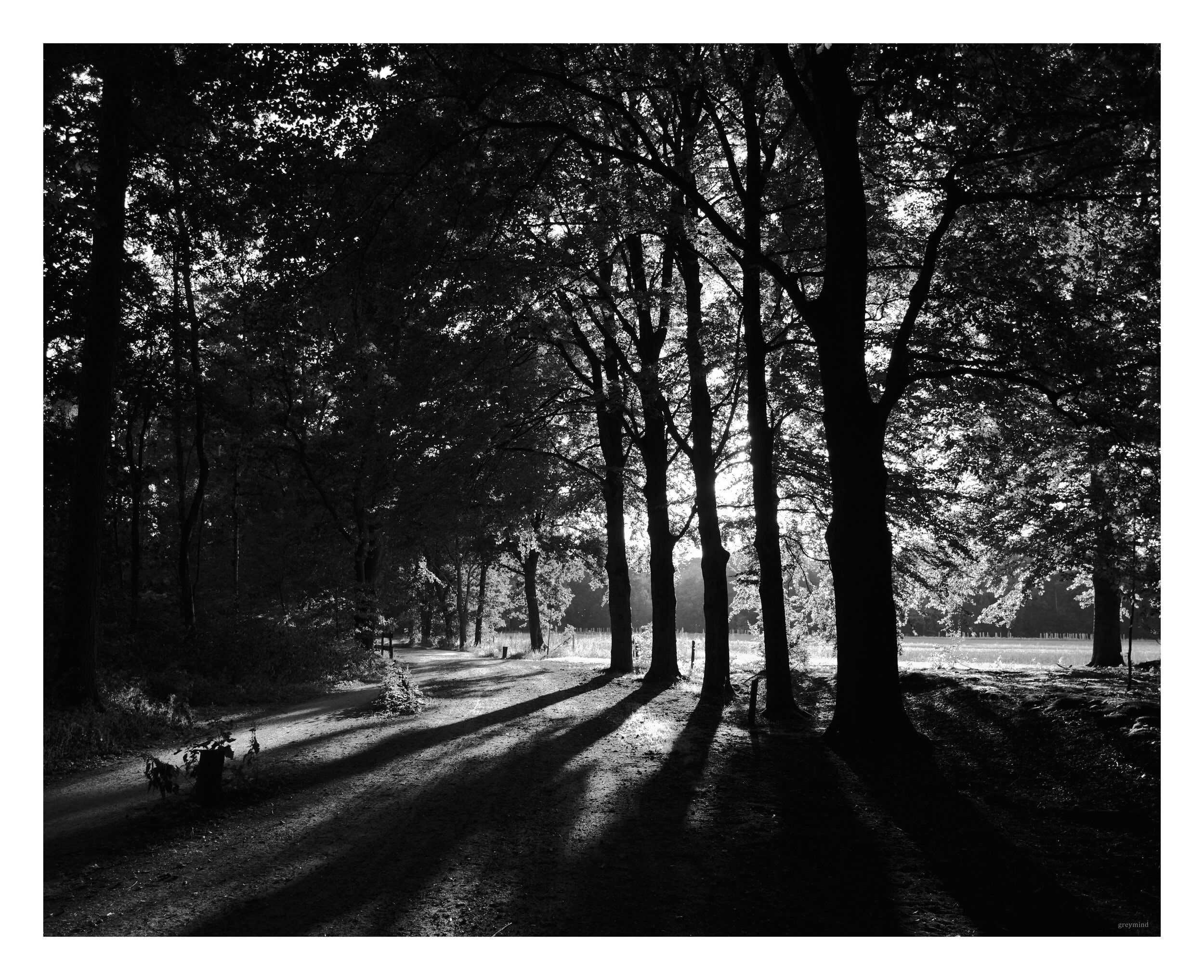 Black-and-white row of tall trees casting long shadows across a park in low sun.